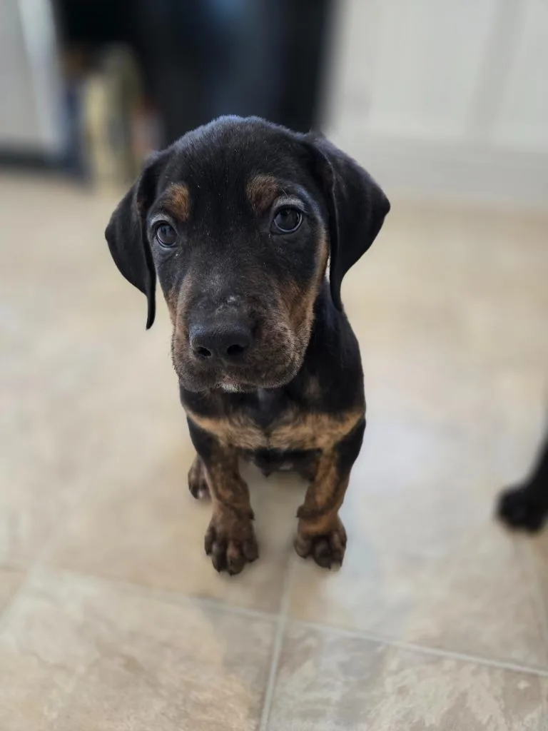 Downhill Danny thumbnail 3