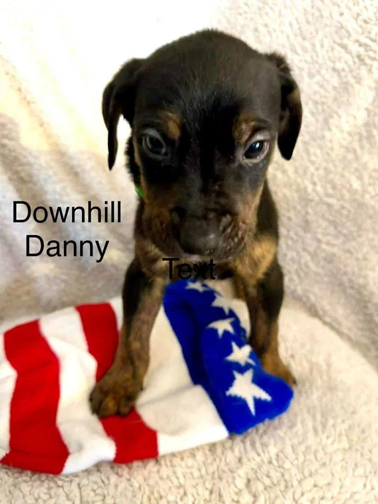 Downhill Danny thumbnail 4