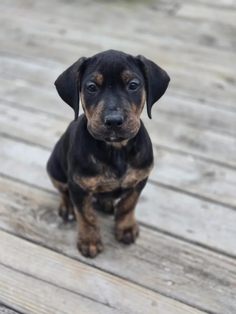 Downhill Danny thumbnail 5