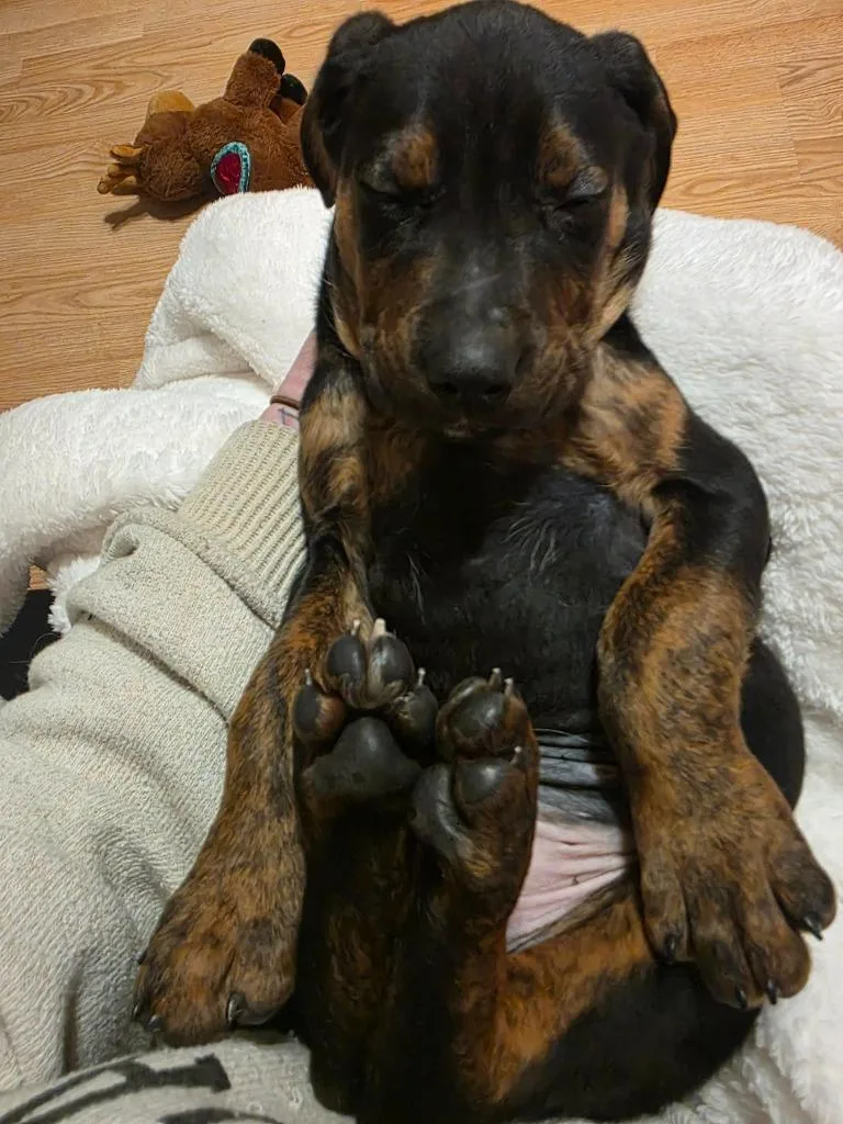 Downhill Danny thumbnail 6