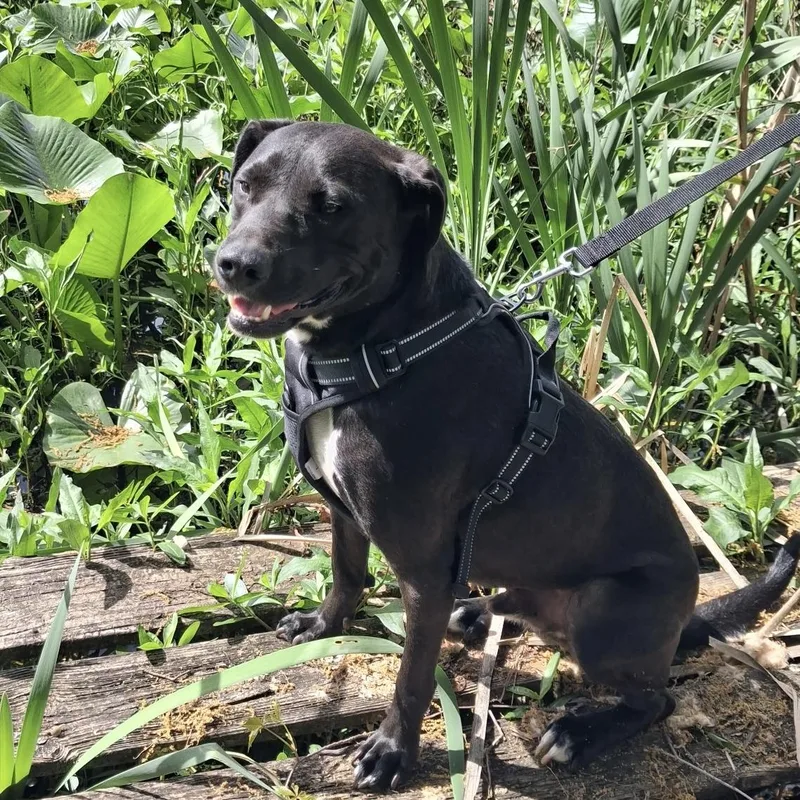 A young medium-sized male Black Pit Bull Terrier dog named Scooper for adoption in Columbia, SC
