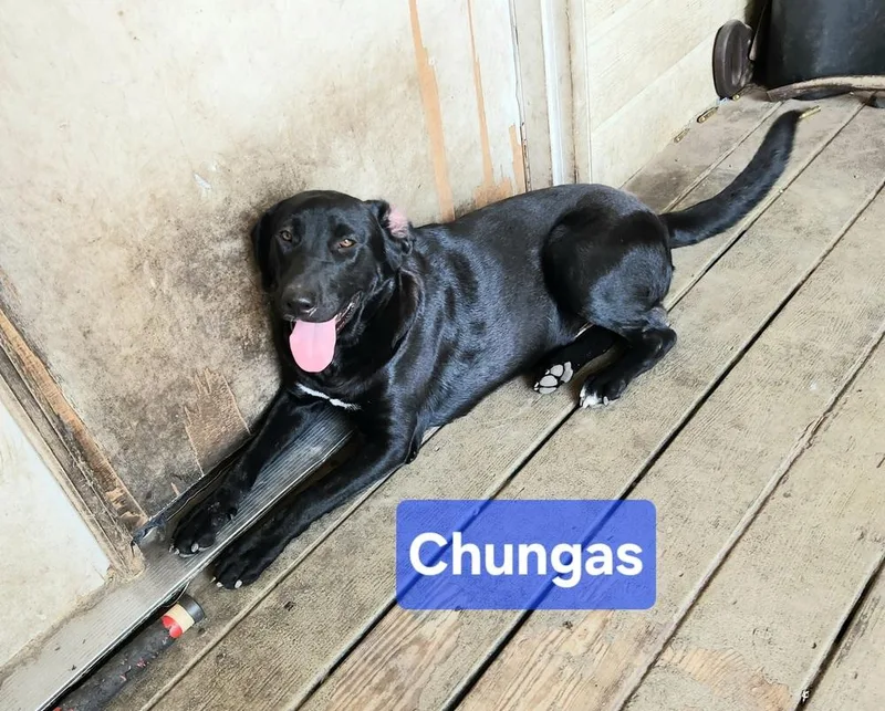 An adult medium-sized male Tricolor (Brown, Black, & White) Labrador Retriever dog named Chungas for adoption in Silsbee, TX