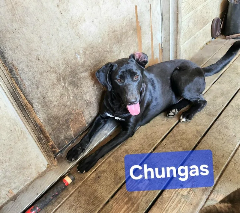 Chungas thumbnail 3