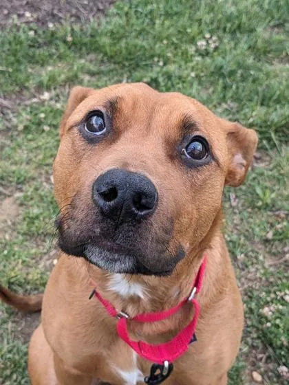An adult large-sized female Mixed Breed dog named Poppy for adoption in Fairfax, VA