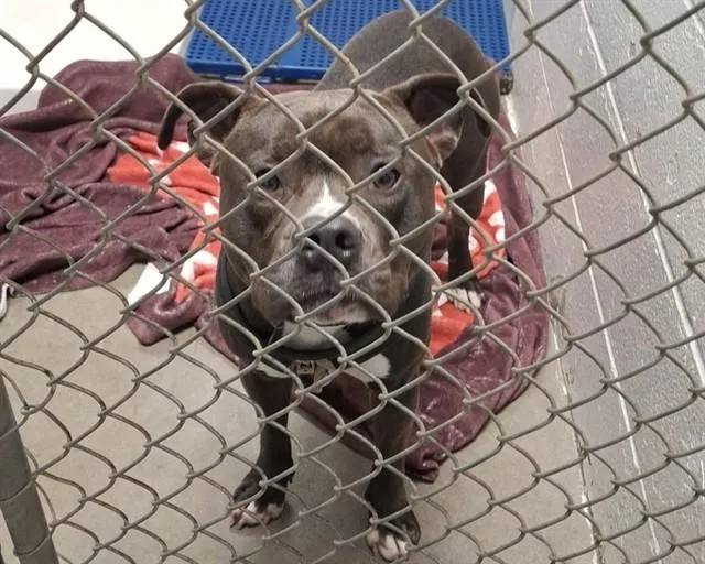 An adult medium-sized male Pit Bull Terrier dog named Chief for adoption in Olathe, KS