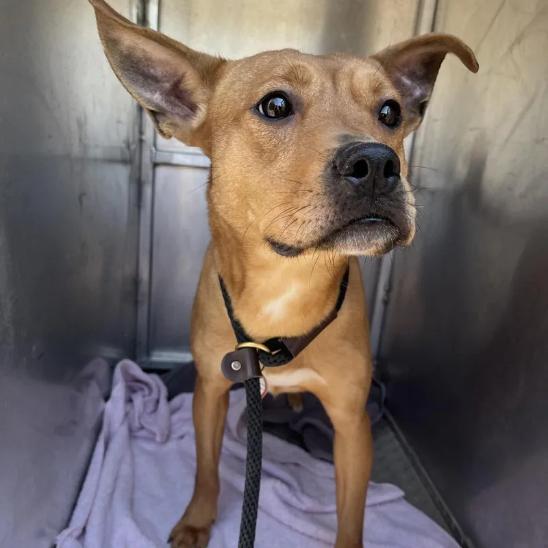 An adult medium-sized male Yellow / Tan / Blond / Fawn Mixed Breed dog named Kurt for adoption in Chattanooga, TN