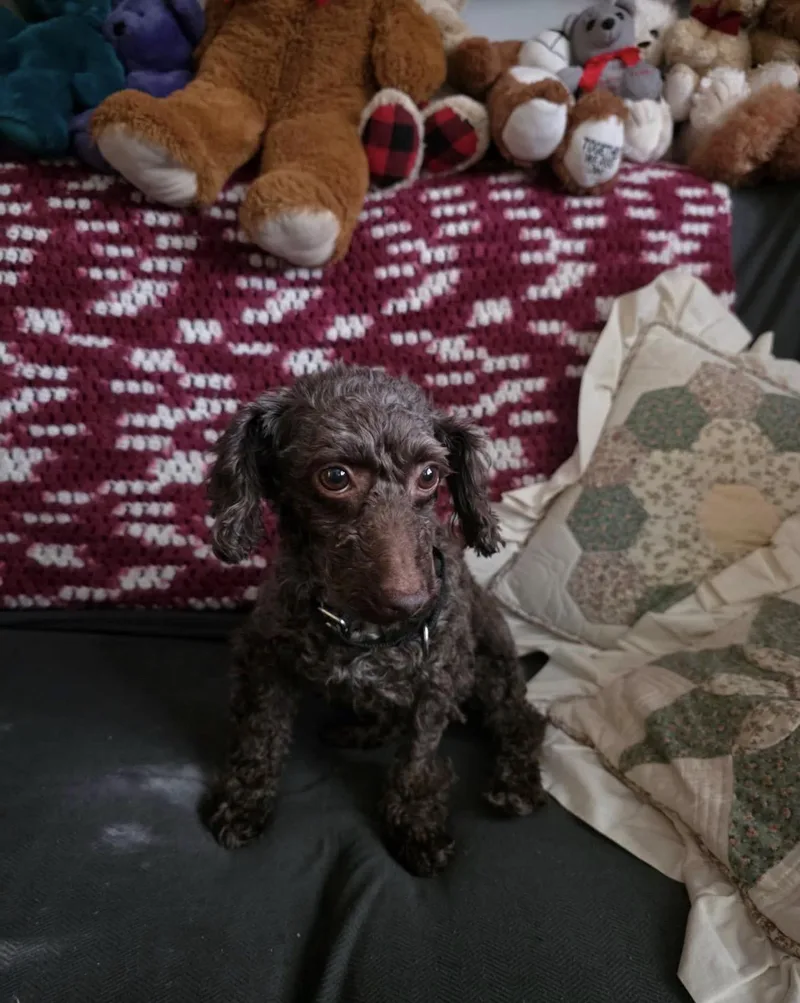 An adult small-sized female Poodle (Toy) dog named Emmy for adoption in Kutztown, PA