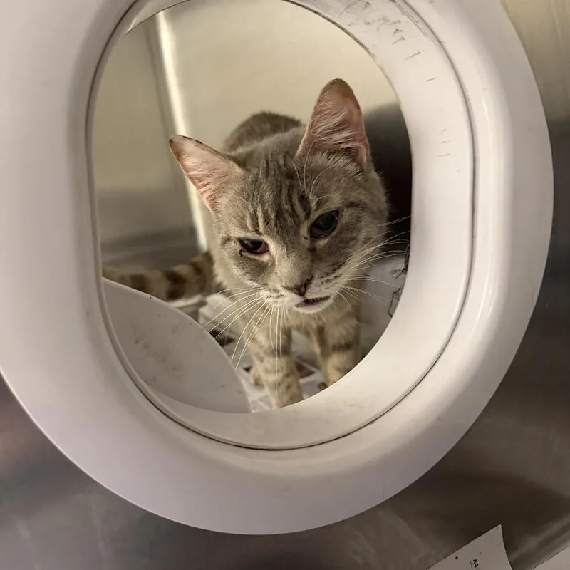 An adult medium-sized female Gray / Blue / Silver Domestic Short Hair cat named Deadlift for adoption in Winston-Salem, NC