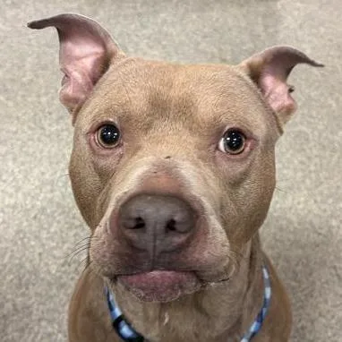 An adult medium-sized male Yellow / Tan / Blond / Fawn Mixed Breed dog named Acer for adoption in Jacksonville, FL