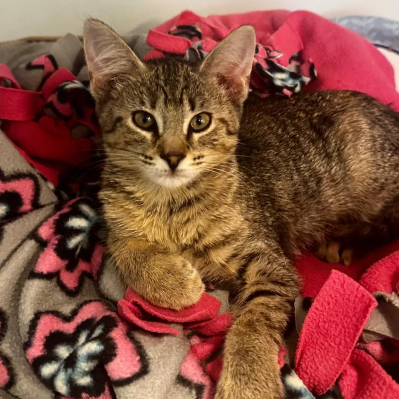 A baby small-sized female Brown / Chocolate Domestic Short Hair cat named Pippi for adoption in Wheeling, IL