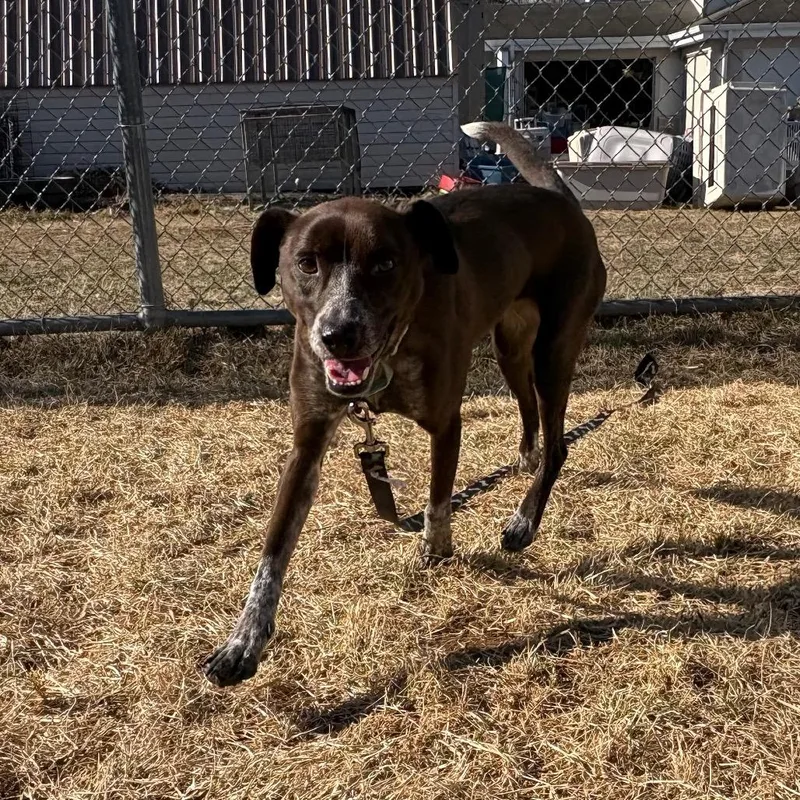 An adult medium-sized female Brown / Chocolate Mixed Breed dog named Lilo for adoption in Harrisonburg, VA