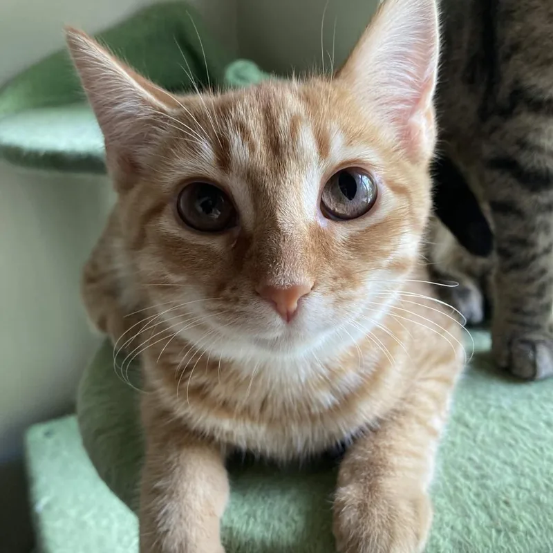 A baby small-sized female Domestic Short Hair cat named Arceus for adoption in Medina, OH