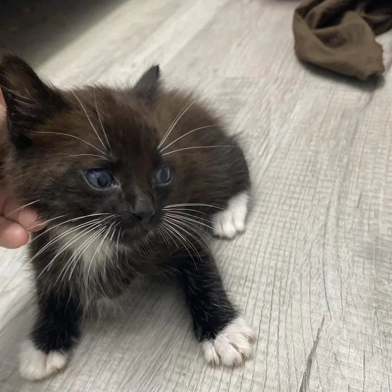 A baby small-sized male Black Domestic Short Hair cat named Jack Danny for adoption in Franklin, NC