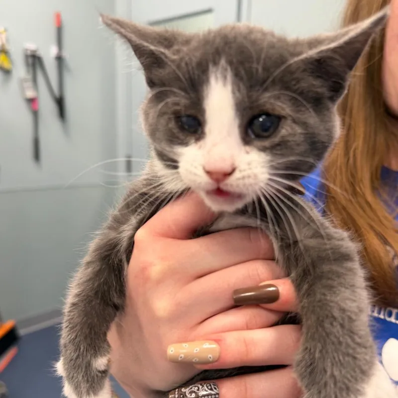 A baby small-sized female Gray / Blue / Silver Domestic Short Hair cat named Spatula for adoption in Greensboro, NC