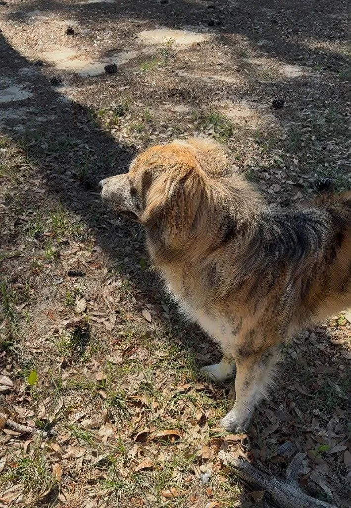 A young medium-sized male Great Pyrenees dog named Hank for adoption in Bloomfield, CT