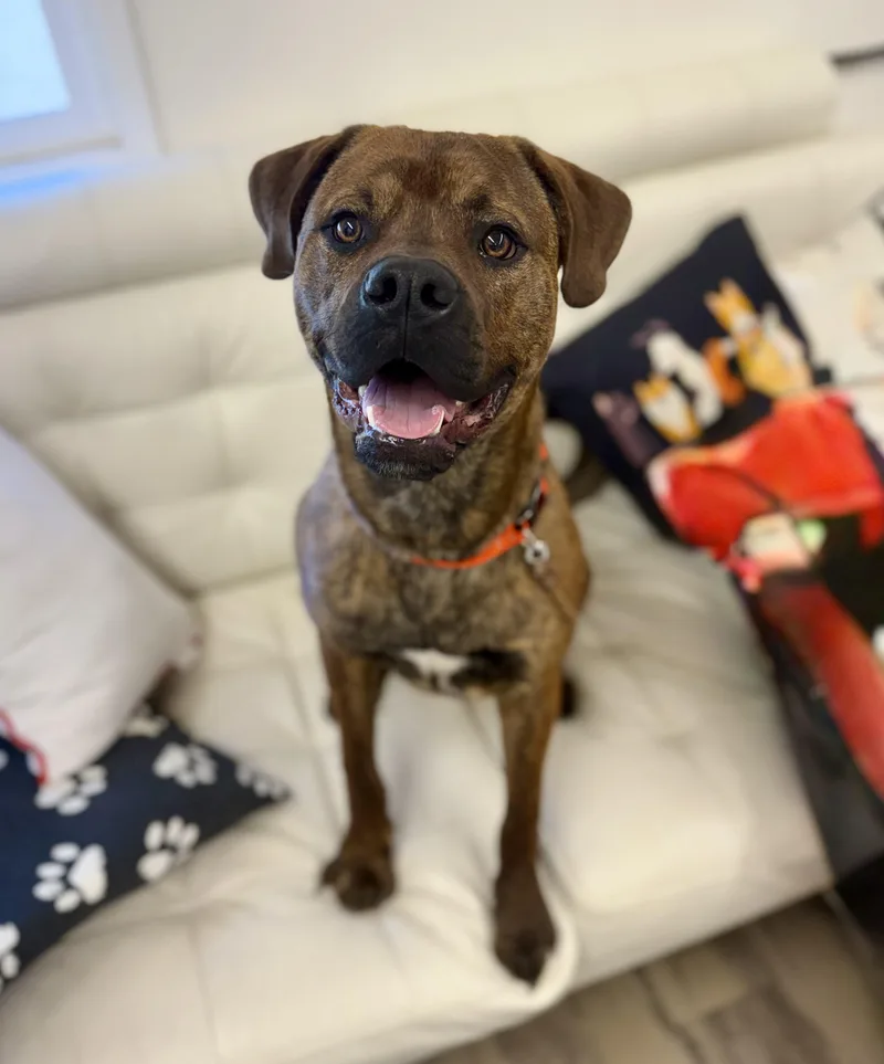 A young large-sized male Brindle Mastiff dog named Hercules for adoption in Sonora, CA