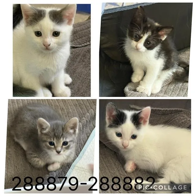 A baby small-sized female Domestic Short Hair cat named Gracie for adoption in Macon, GA