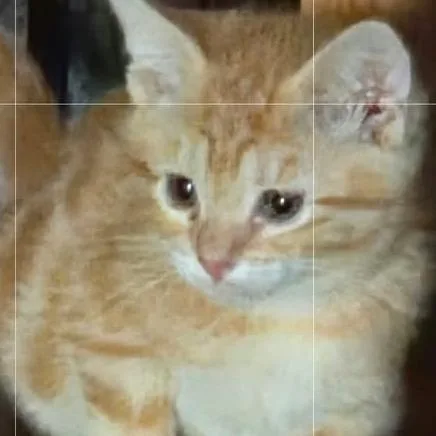 A baby small-sized female Orange / Red Domestic Short Hair cat named Crumpet Roundy for adoption in Eagle Mountain, UT