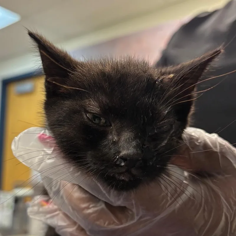 A baby small-sized male Black Domestic Short Hair cat named Goofy for adoption in Newark, NJ