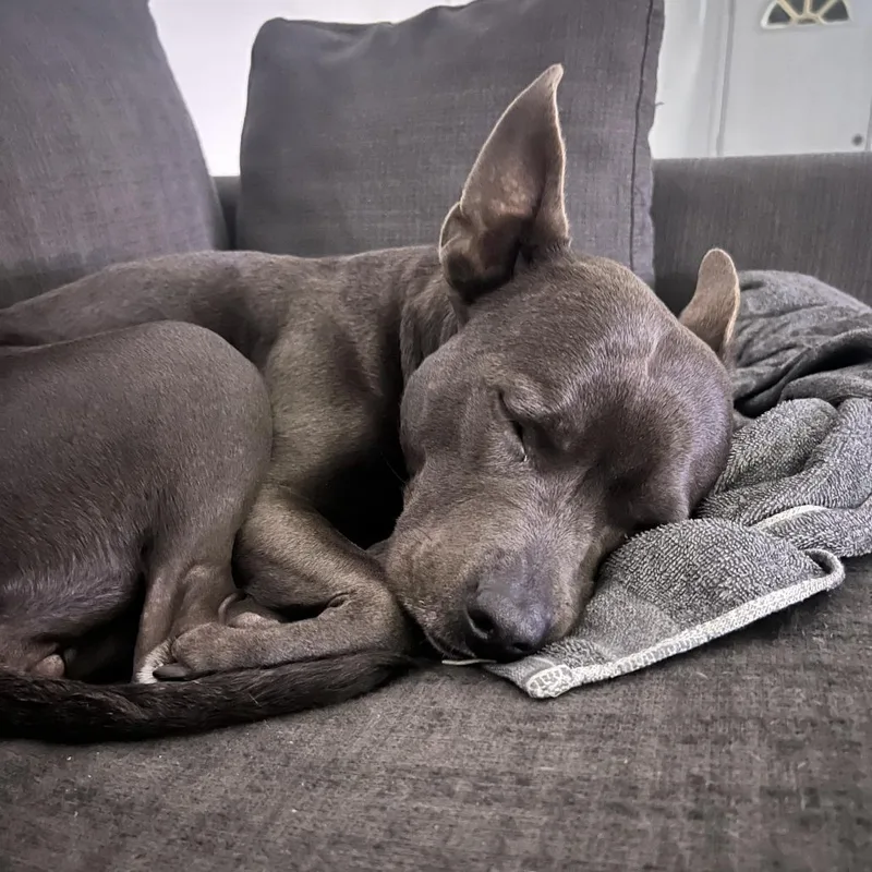 An adult medium-sized female Black Pit Bull Terrier dog named Amelia Rose for adoption in Hobe Sound, FL