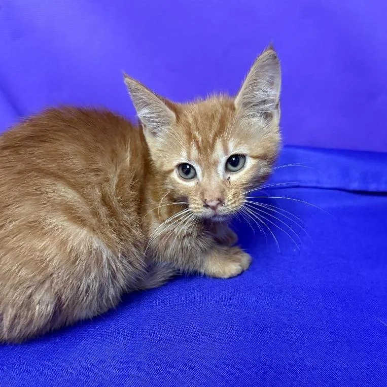 A baby small-sized female Orange / Red Domestic Short Hair cat named Rosalind for adoption in North Myrtle Beach, SC