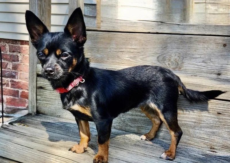 Missy