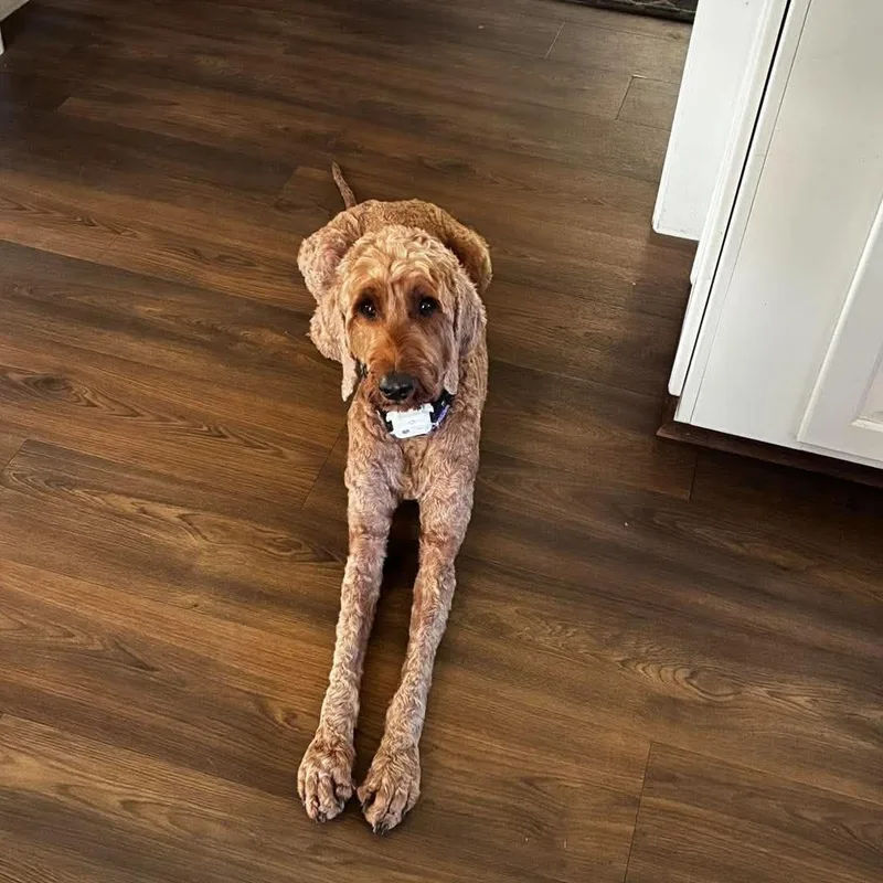 An adult medium-sized female Red / Chestnut / Orange Goldendoodle dog named Heidi for adoption in Rochester, NY