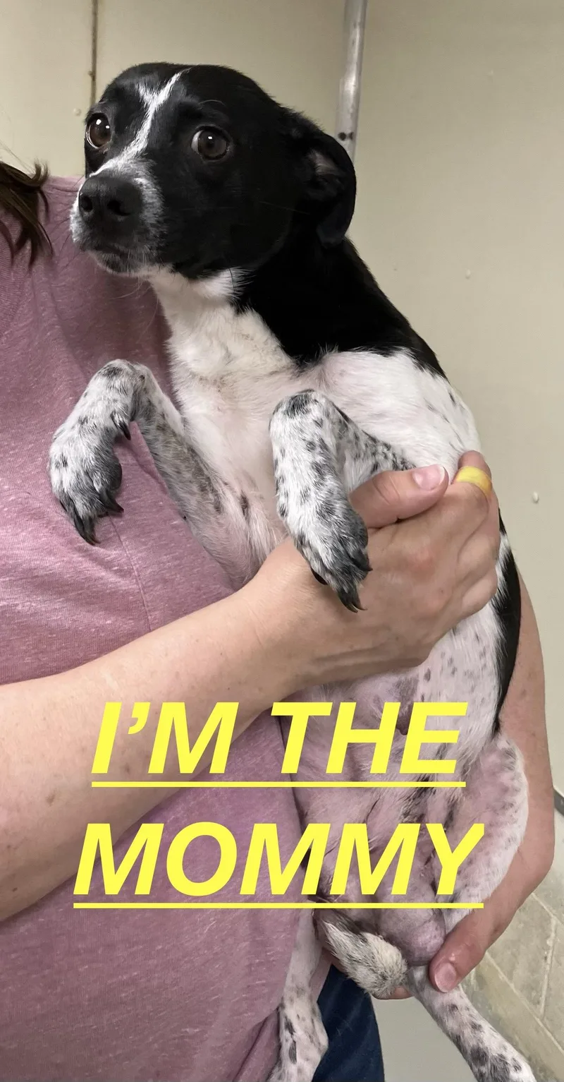 Freddie Mercury thumbnail 2