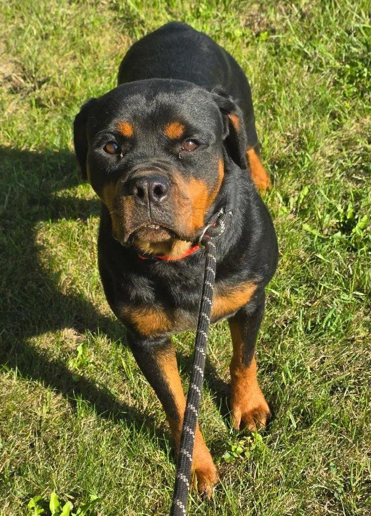An adult large-sized female Rottweiler dog named Stormy for adoption in Oswego, IL
