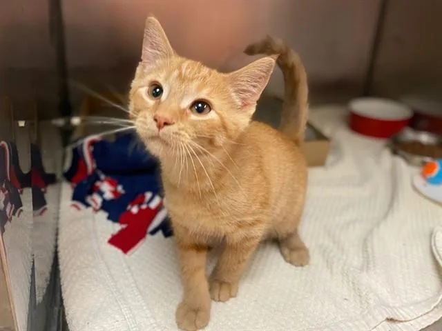 A baby small-sized male Domestic Short Hair cat named Chicken for adoption in Fort Wayne, IN