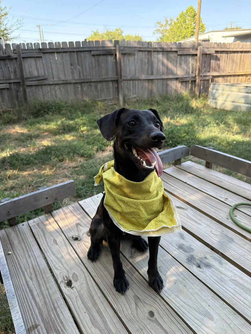 A young medium-sized female Dachshund dog named Barbie for adoption in Jackson, MS