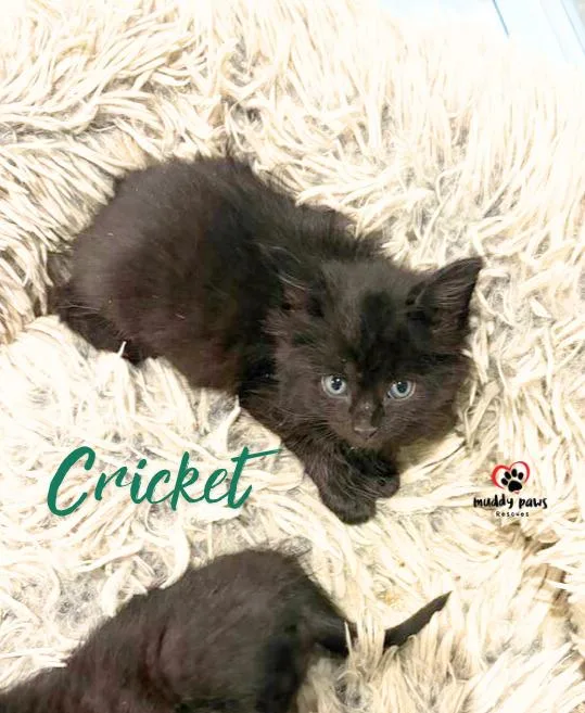 A baby small-sized female Black Domestic Medium Hair cat named After Dark Litter: for adoption in Council Bluffs, IA