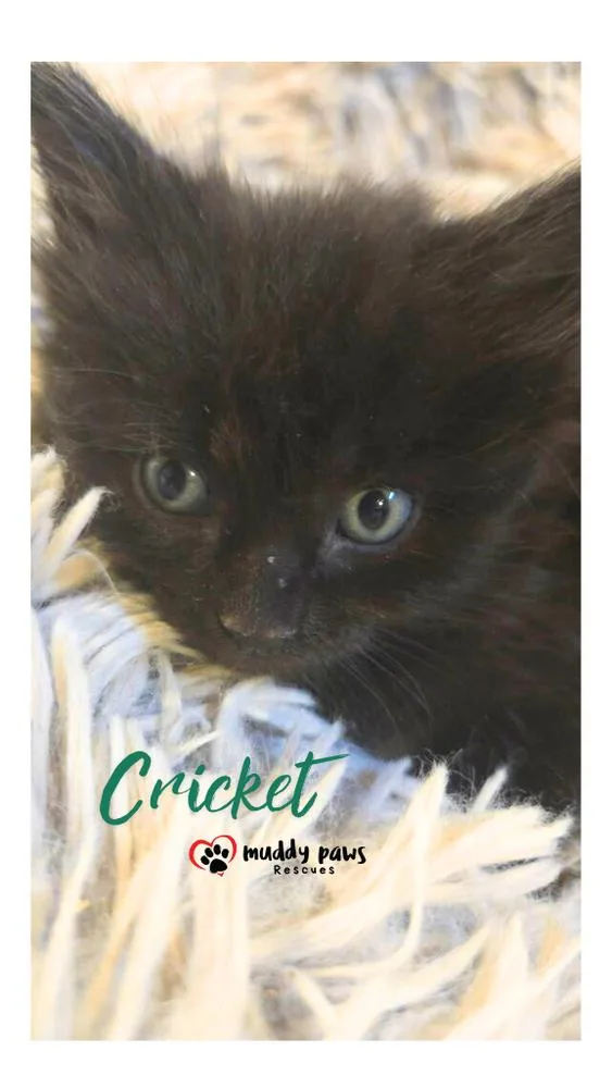 After Dark Litter:  thumbnail 2