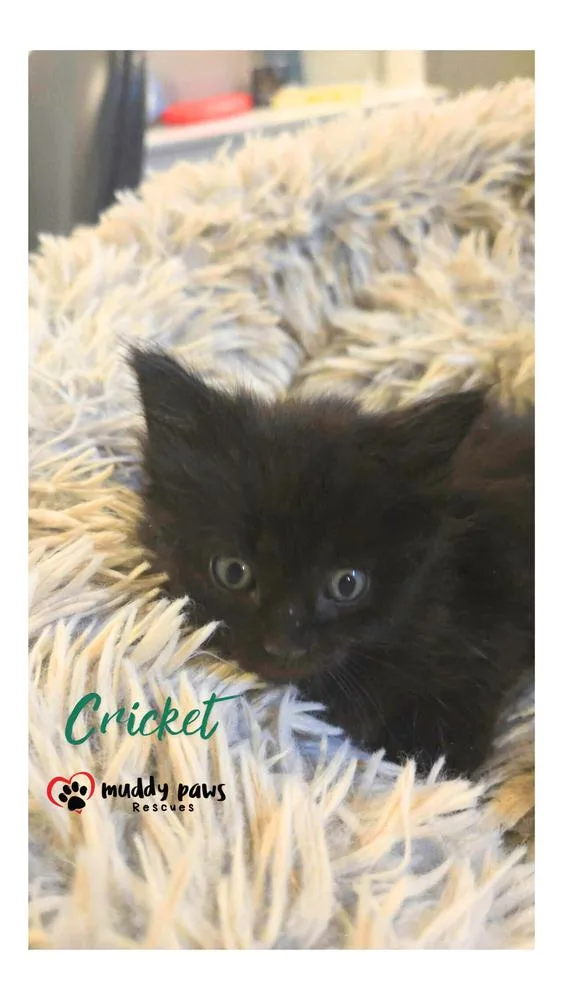 After Dark Litter:  thumbnail 3