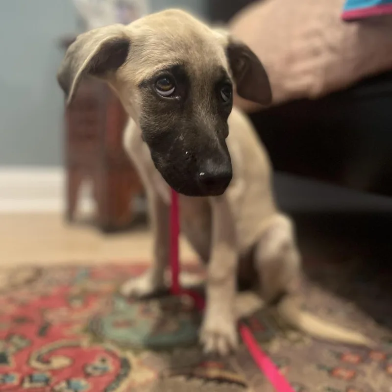 Maggie