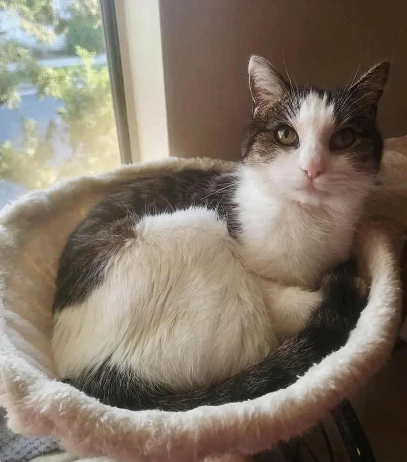 A senior medium-sized female Tabby (Brown / Chocolate) Domestic Short Hair cat named Amye for adoption in Murrieta, CA
