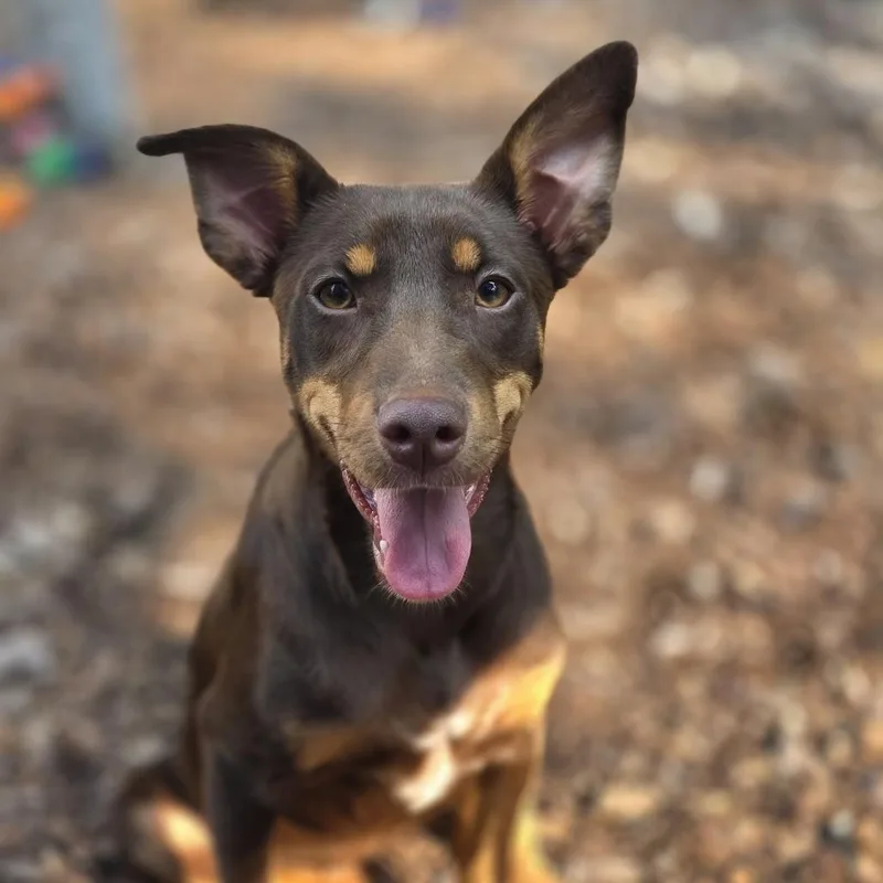 A young small-sized female Brown / Chocolate Shepherd dog named Cricket for adoption in Wake Forest, NC
