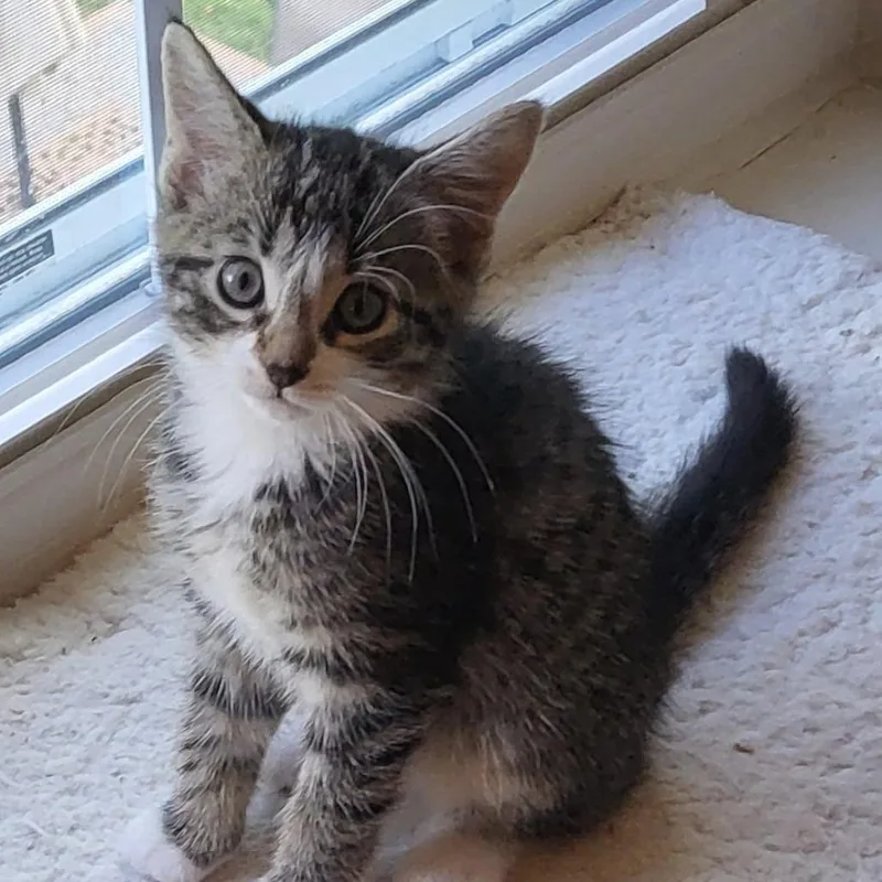 A baby small-sized female Brown / Chocolate Domestic Short Hair cat named Gouda for adoption in Ridgely, MD