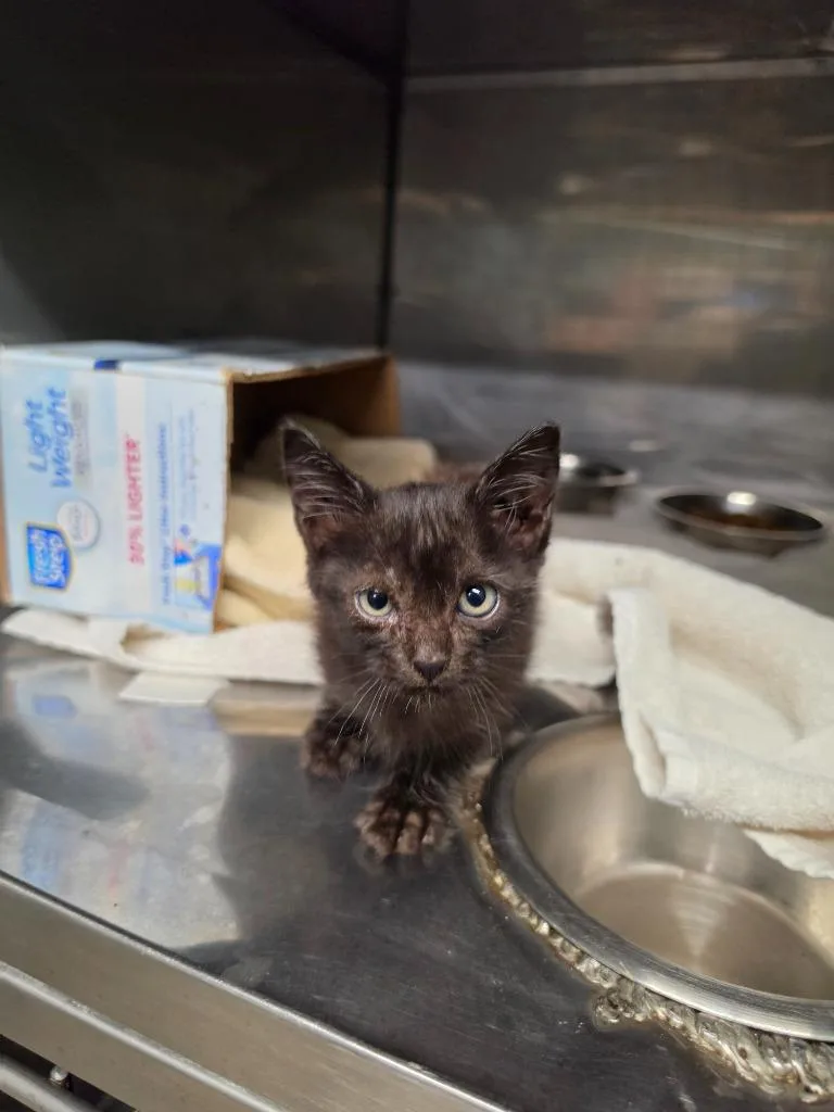 A baby medium-sized male Domestic Short Hair cat named Crow for adoption in Rockport, TX