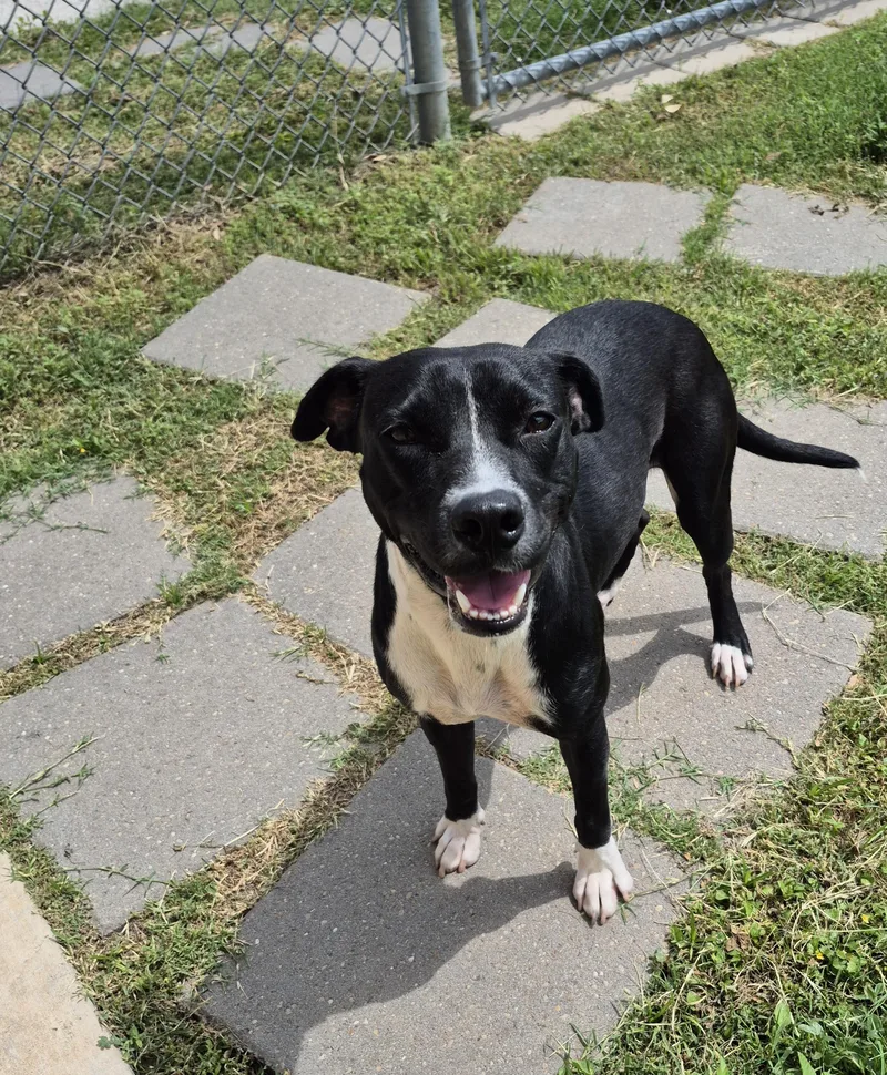 An adult medium-sized female Mixed Breed dog named Ramona for adoption in Schertz, TX