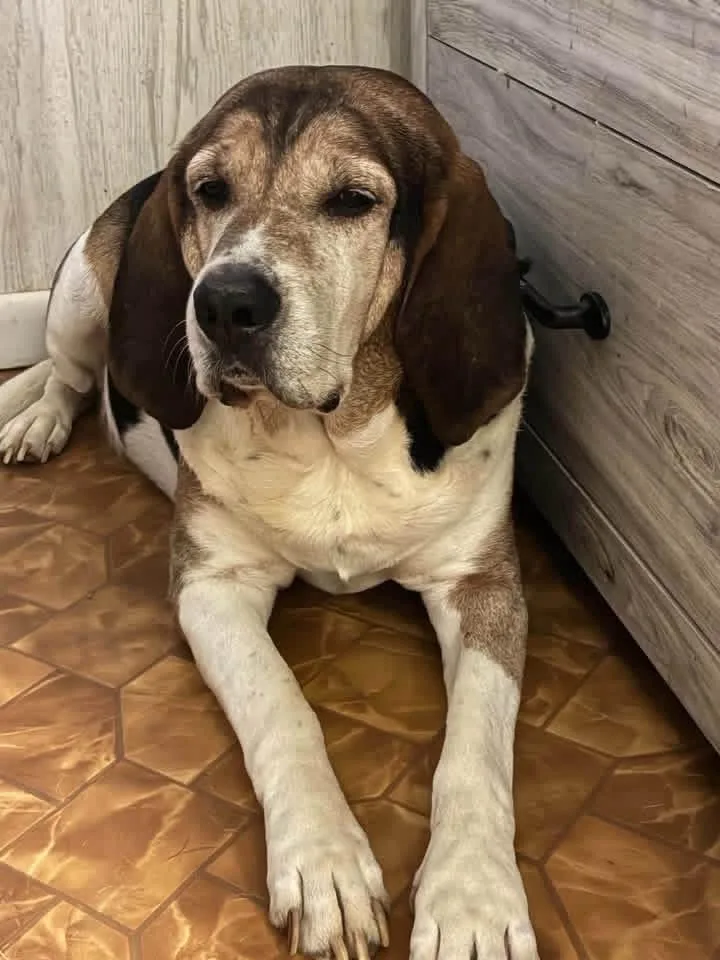 A senior large-sized male Treeing Walker Coonhound dog named Malachi for adoption in Spring Hill, TN