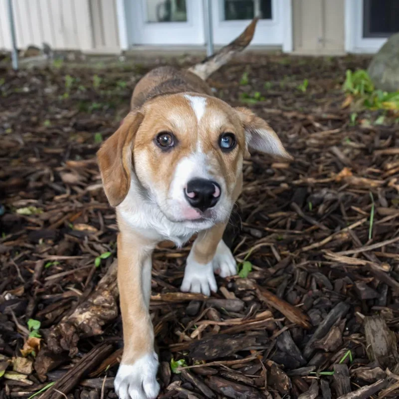 A baby small-sized female Yellow / Tan / Blond / Fawn Retriever dog named Lulu for adoption in McKean, PA