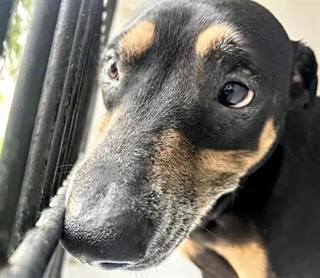 An adult large-sized male Doberman Pinscher dog named Theodore for adoption in Houston, TX