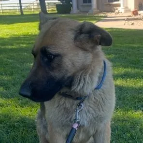 A young large-sized female German Shepherd Dog dog named Athena for adoption in Lodi, CA