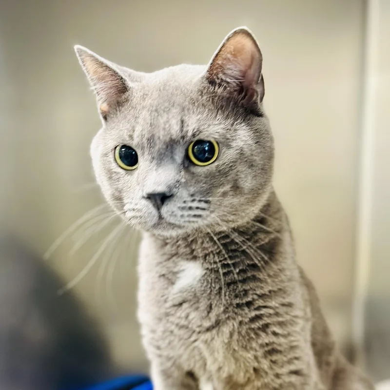 An adult medium-sized male Gray / Blue / Silver Domestic Short Hair cat named Jay for adoption in Jackson, NJ