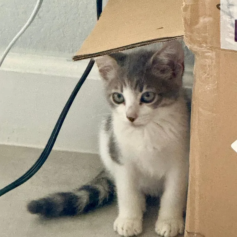 A baby small-sized male Gray / Blue / Silver Domestic Short Hair cat named Eric for adoption in West Palm Beach, FL