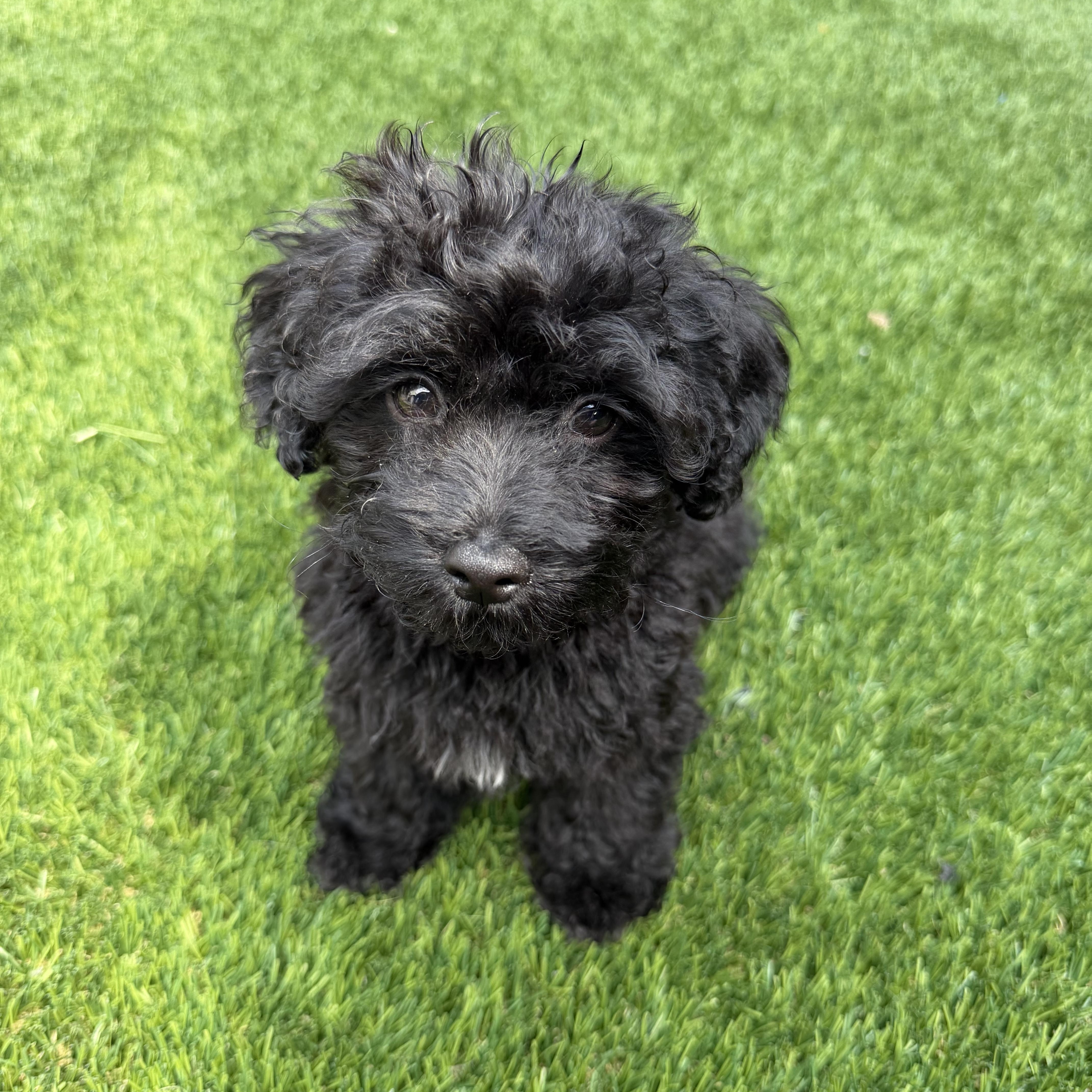 A baby small-sized female Goldendoodle dog named Zoey for adoption in Newark, NJ
