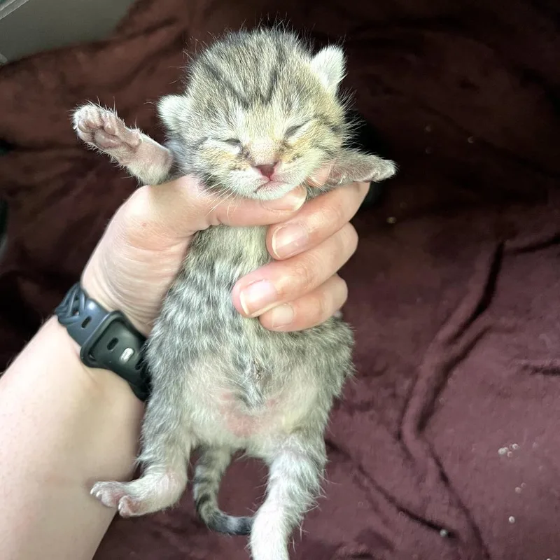 A baby small-sized female Brown / Chocolate Domestic Short Hair cat named Macaroni for adoption in Delaware, OH