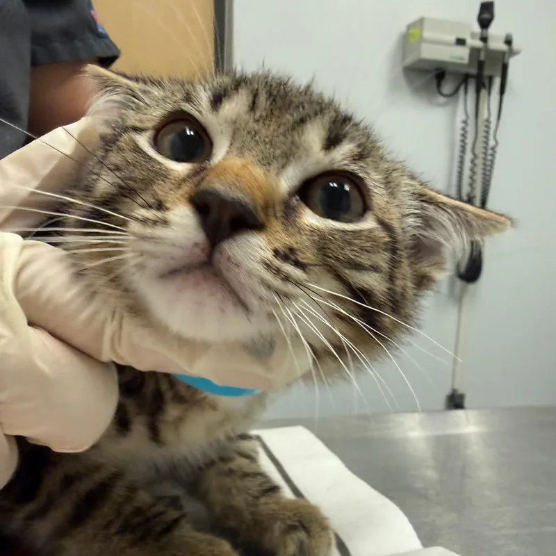 A baby small-sized female Brown / Chocolate Domestic Short Hair cat named Mitzi for adoption in Jacksonville, FL