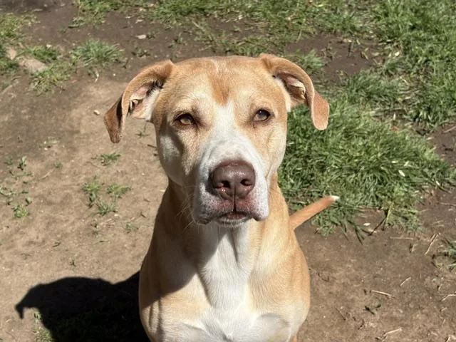 An adult medium-sized male Labrador Retriever dog named Copper for adoption in Tulsa, OK
